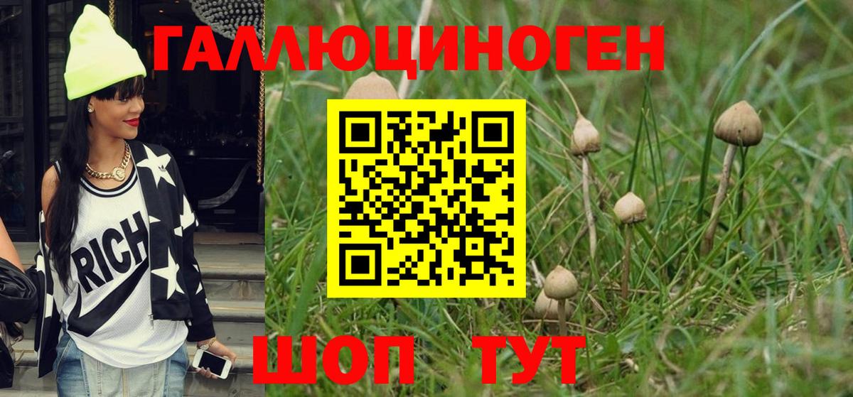 Псилоцибиновые грибы Psilocybe Барабинск